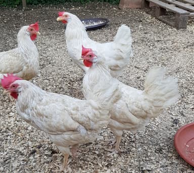 Slovenci na Bolhi množično oglaševali kokoši